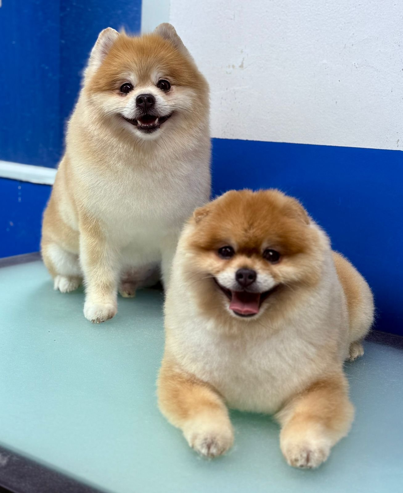 Pomerania