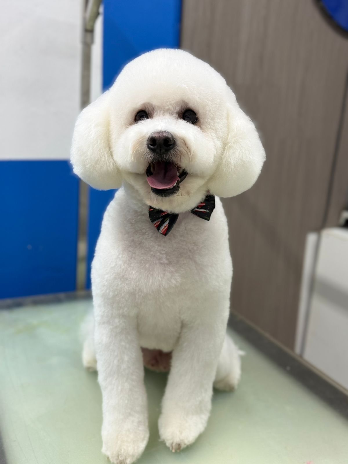 Bichón Frisé